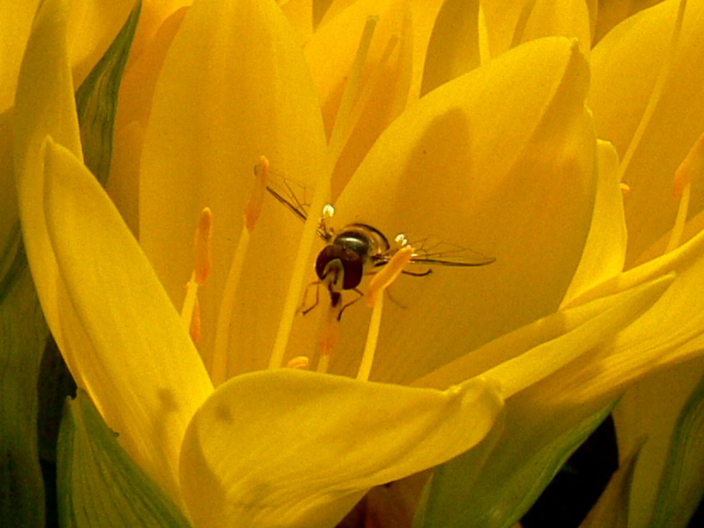 Meadow Saffron by Esref UCAR