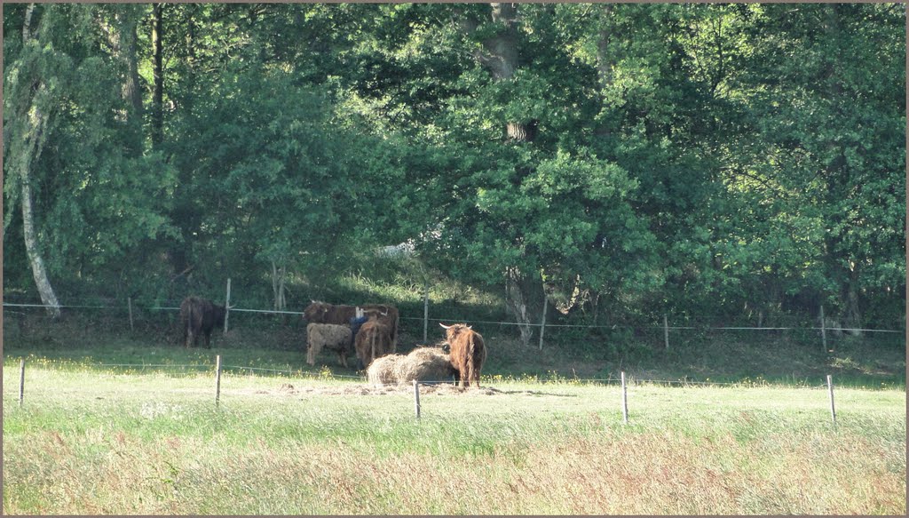 Galloways auf der Wiese zwischen Heist und Holm, Mai 2011 by Dan-Fan