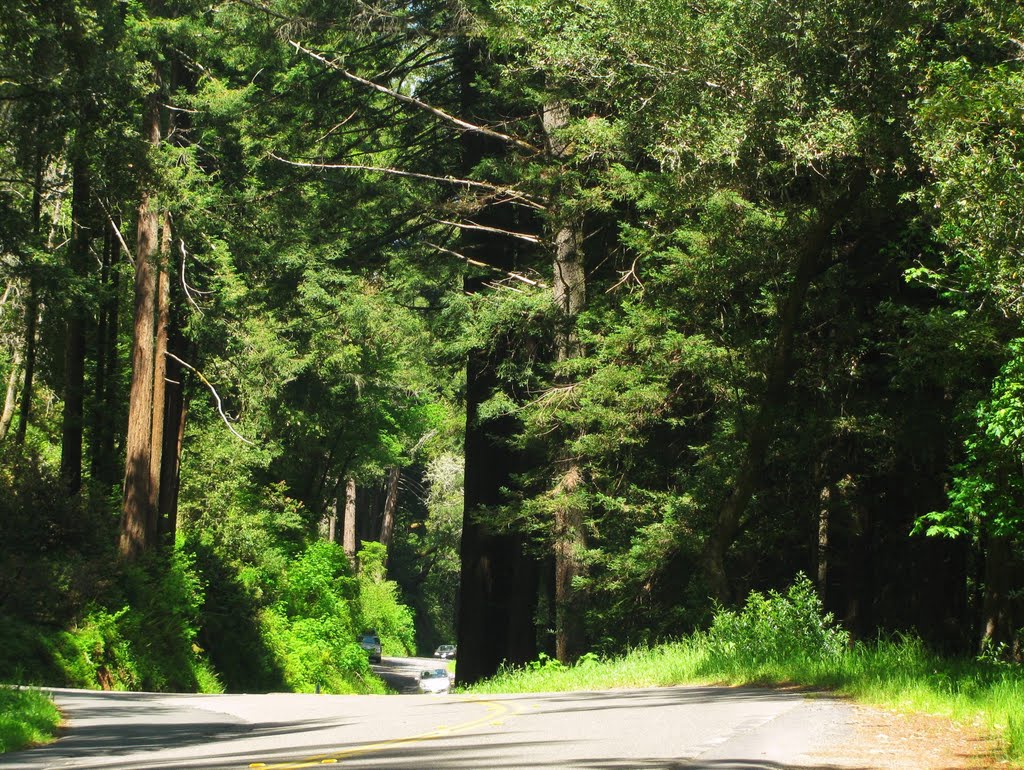 Trees - Sir Francis Drake Blvd., CA, USA. by André Bonacin