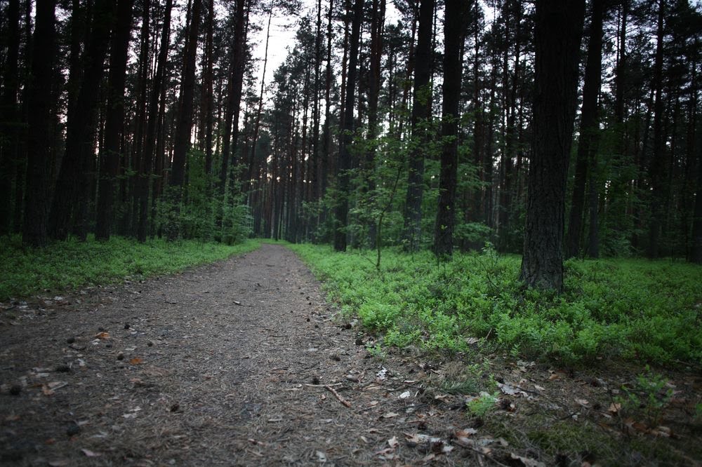 Somewhere in forest by petr voda