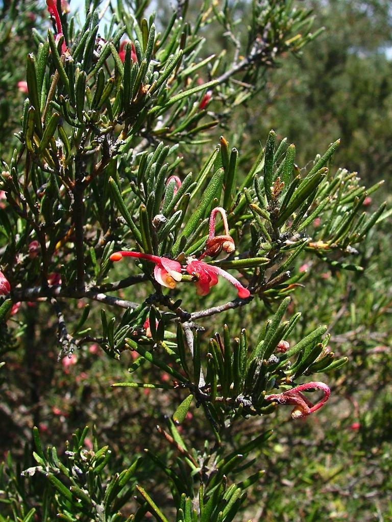 Grevillea obtusiflora obtusiflora (Proteaceae) by Greg Steenbeeke