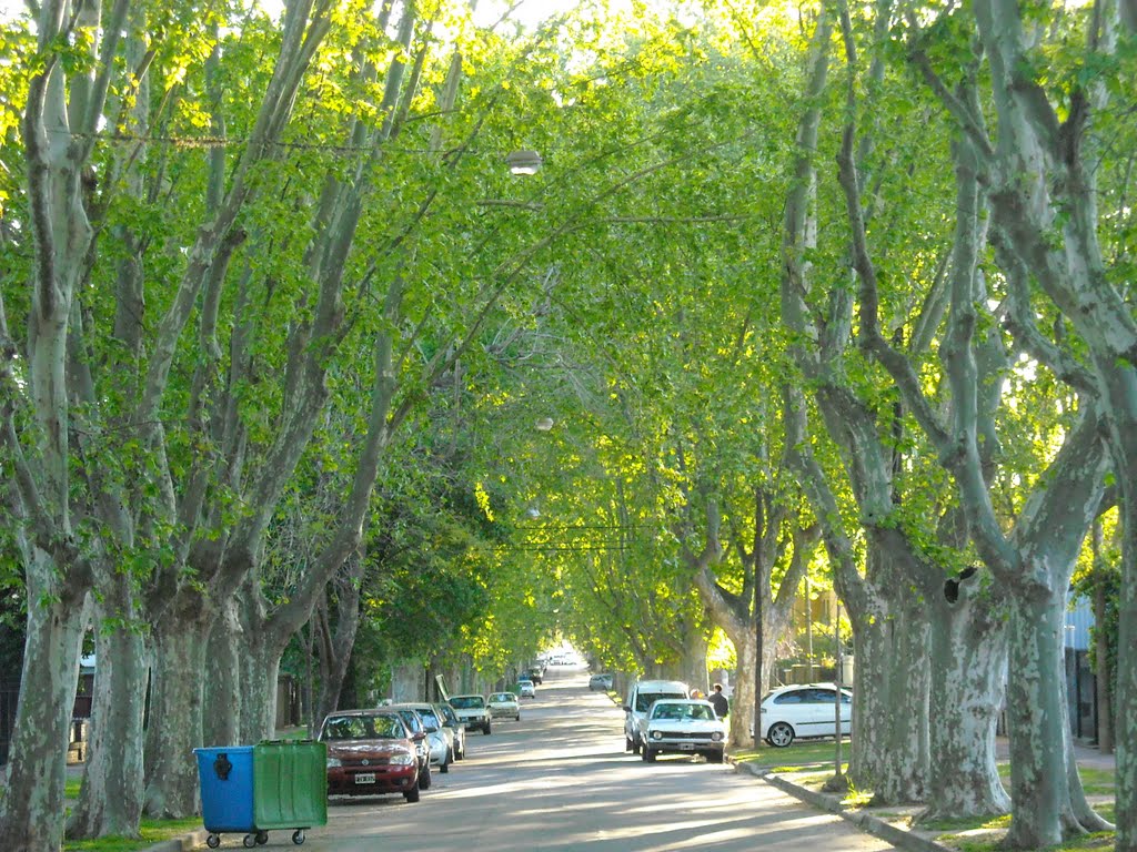 Frondosa arboleda calle Washington by polderS