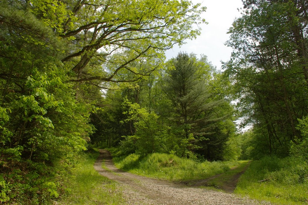 North Country Trail and B&O railbed by tdistefano