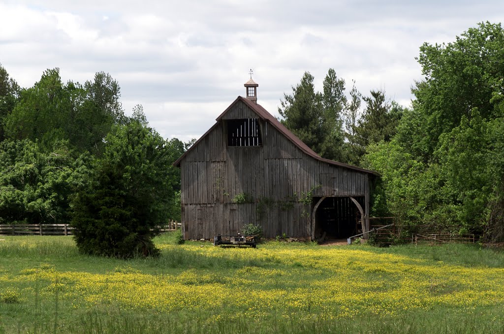 Barn in a Field of Yellow by tservati