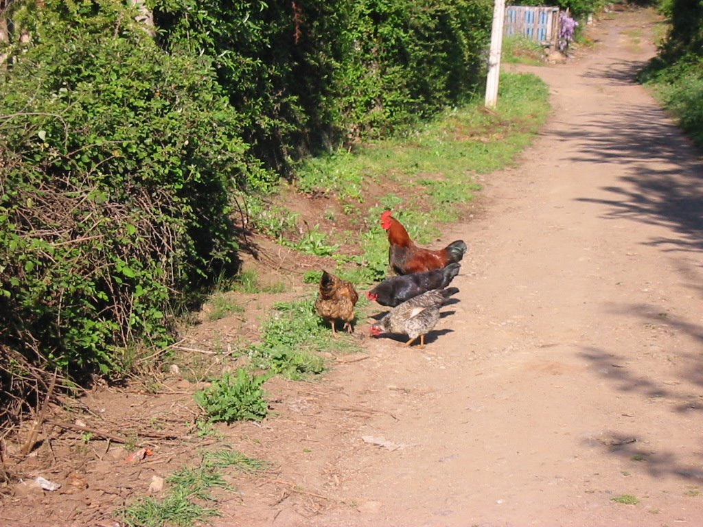 Gallinas en la calle by Santos Fernández