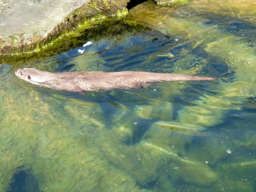 Fischotter im Wasser by mimi.handorf