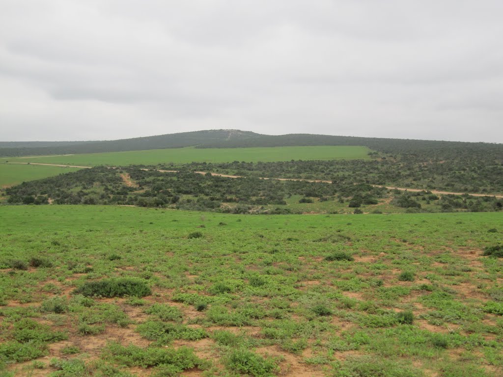 Addo Elephant National Park by Willem Nabuurs