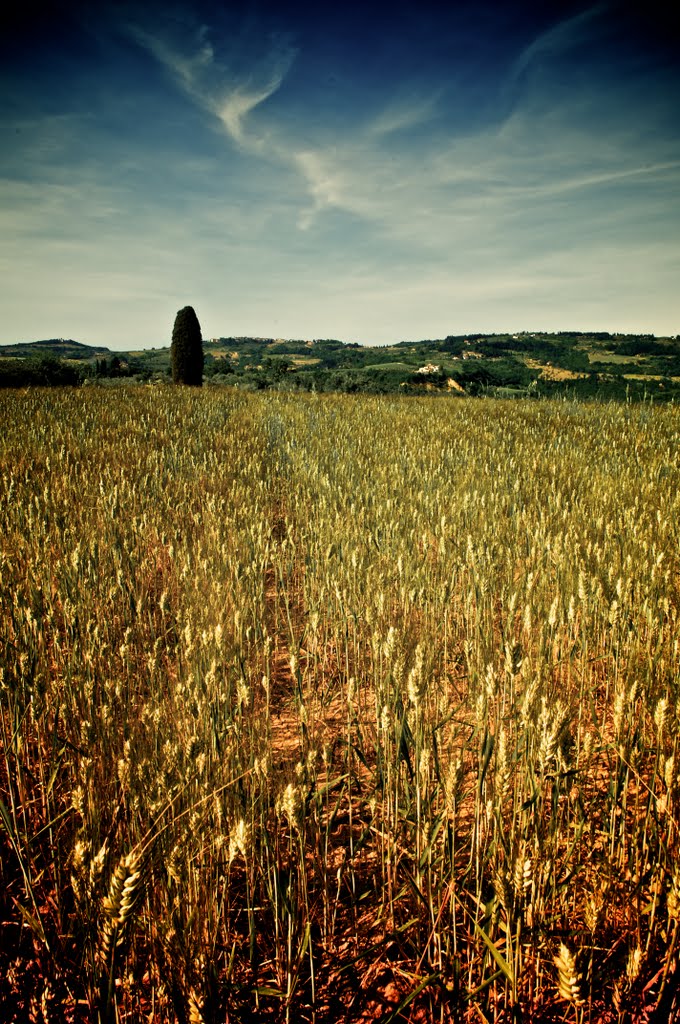 Campo di grano by Francesco  Nardi