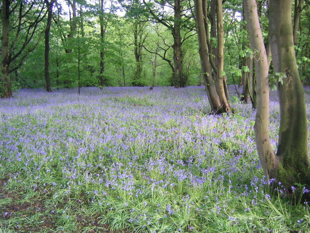 Marbury Big Wood Bluebells (1) by Lesley Rigby