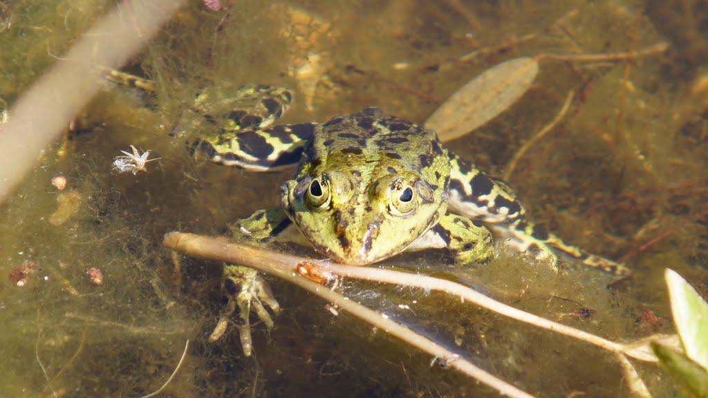 Teichfrosch im Froschteich by Gueros