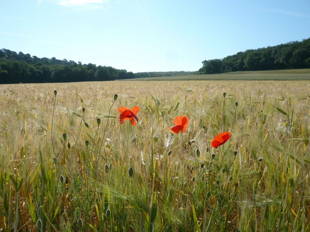 Coquelicots face à la forêt de Fontainebleau - 91 Milly La Forêt by panda77