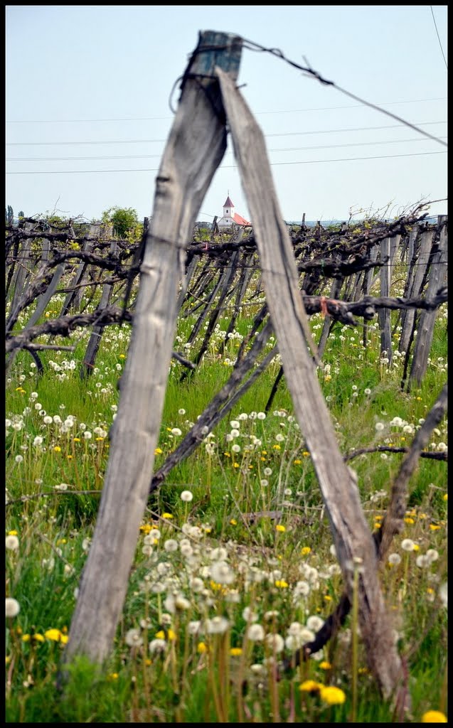 Church in the vineyard by :-)Fiala(-: