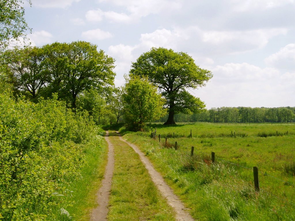 Oude Eik Broekerpolder by wiepoes