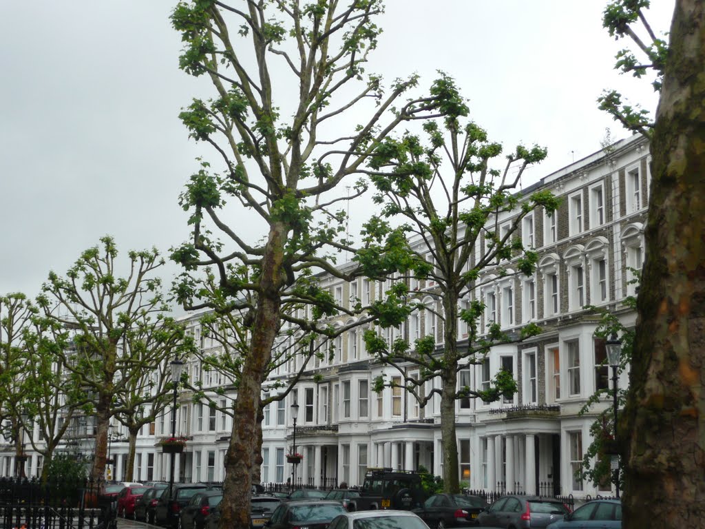 Trimmed trees bloom in Philbeach Gardens (May 2011) by herbert wright