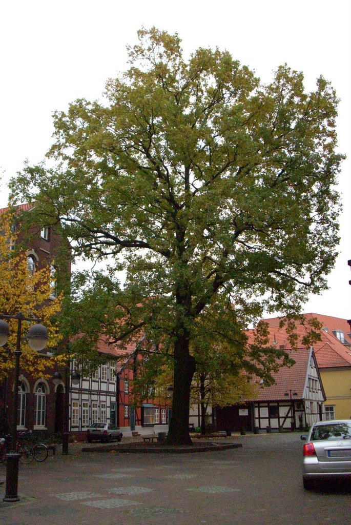 200 Jahre alte Eiche neben der St. Marienkirche by janki41