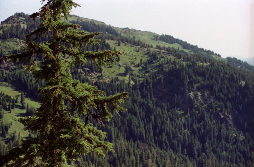 On the Pacific Crest Trail looking North IMG_0103 by Larry Butcher