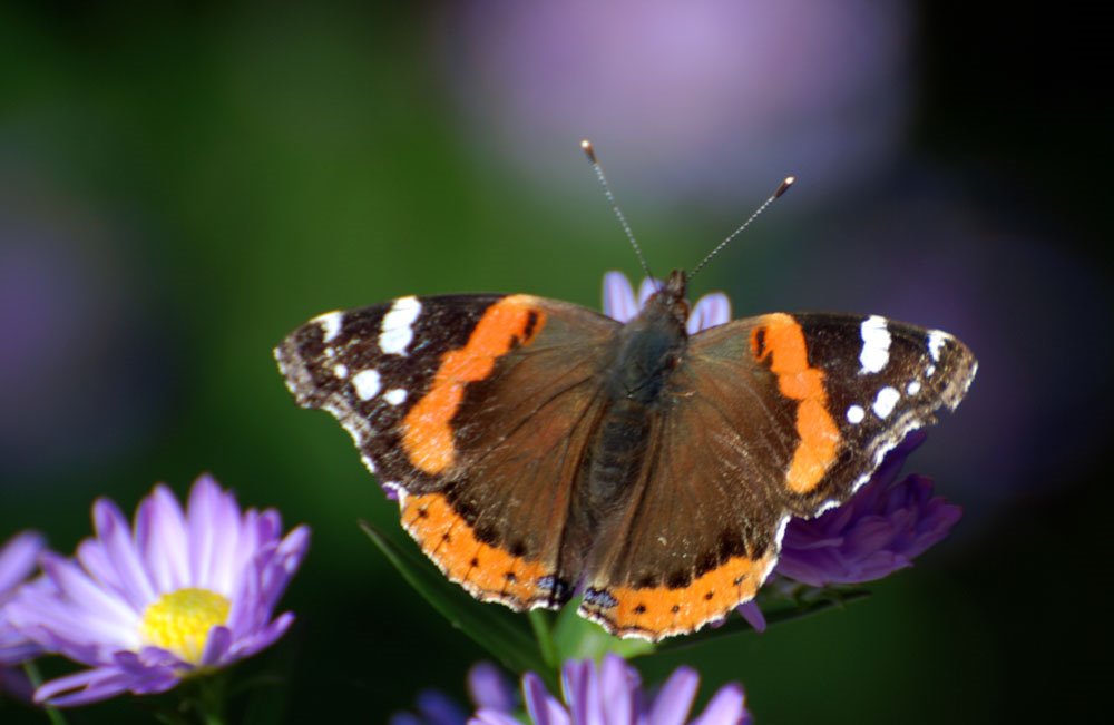 Red Admiral (Vanessa atalanta) by Oliver Wahler