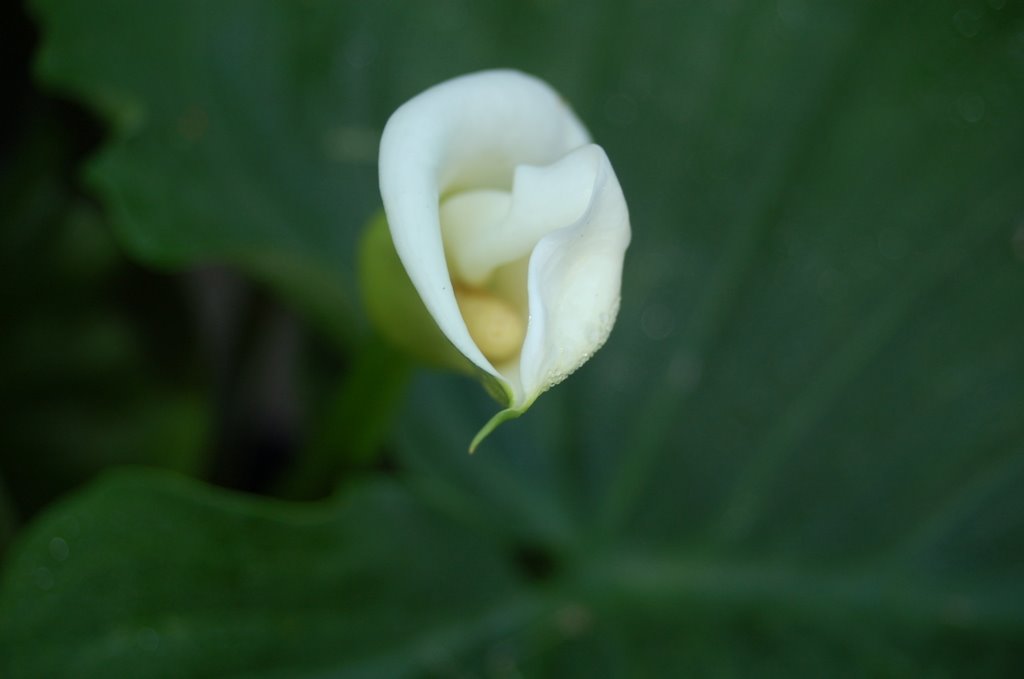 Calla by jme