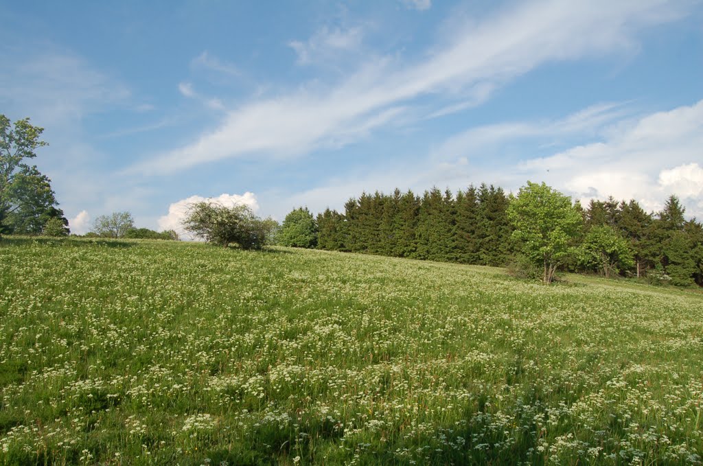 Blühende Bergwiesen nahe Hohegeiß by Timberjack1982