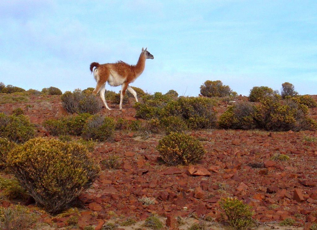 Guanaco en Cabo Dos Bahias by ascalise