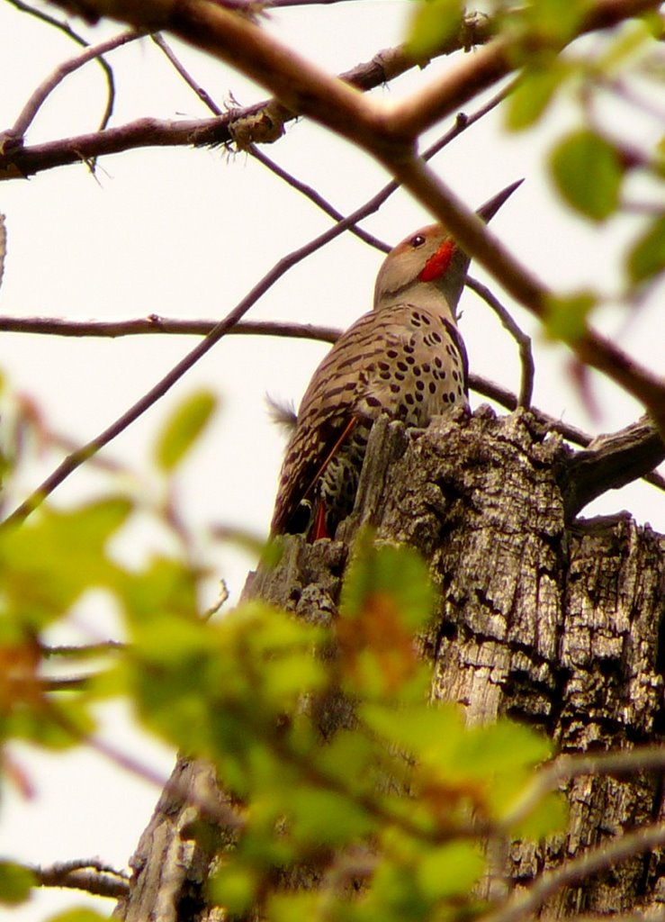 Woodpecker at Inglewood Bird Sanctuary by Jessica G.