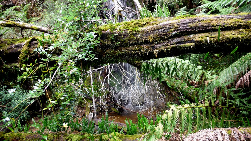 Urwald nahe Marakoopa Cave bei Mole Creek auf Tasmanien by berndfoto1