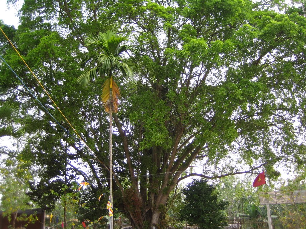 Cây sọp già by NGỌC VÕ ツ