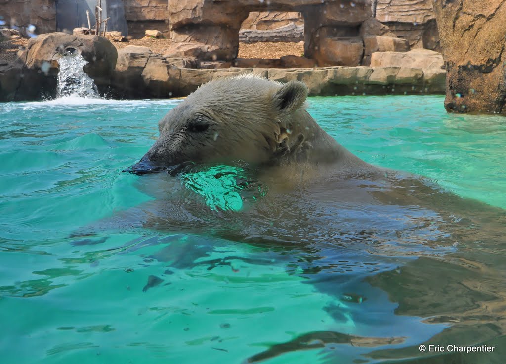 Marineland - Ours Polaires (Flocke & Raspoutine) by Eric Charpentier ©