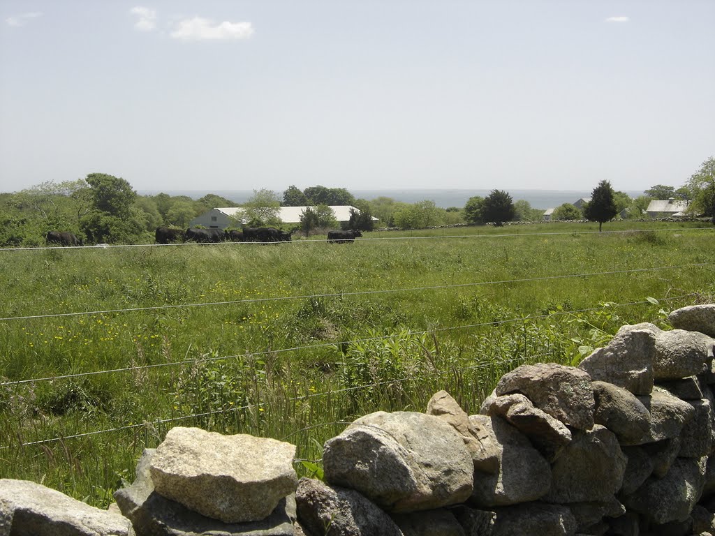 Dartmouth cattle with a view of the Atlantic by chris1073