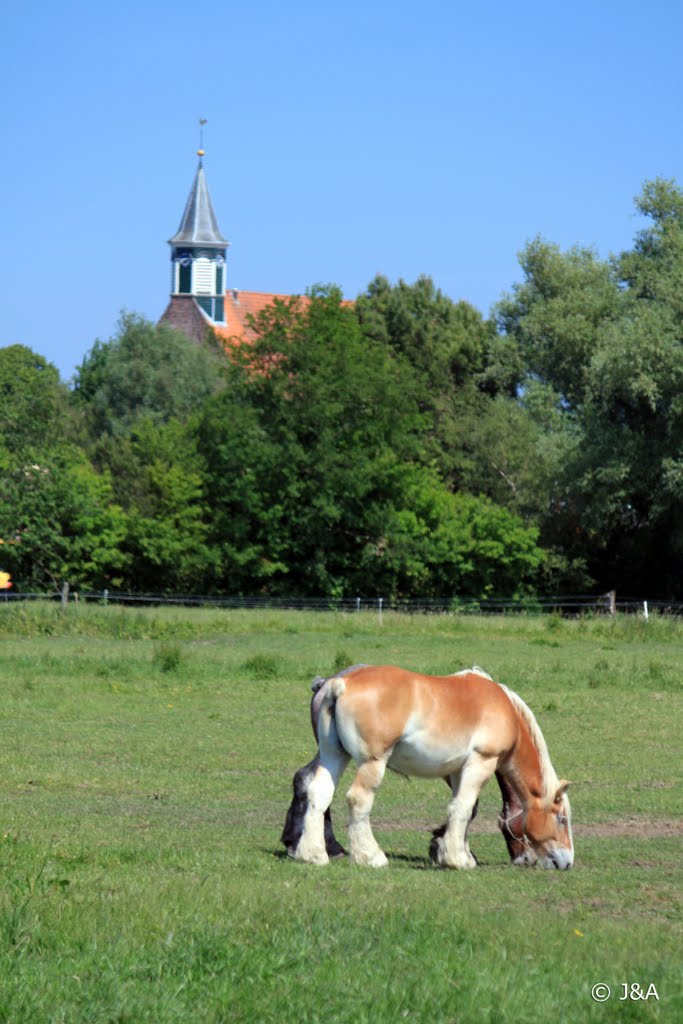 Horses near Holwierde by Jan & Anna