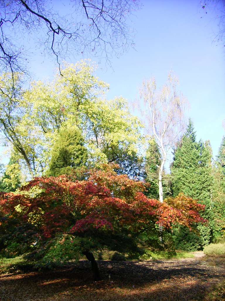 Herfst by margriet wienecke