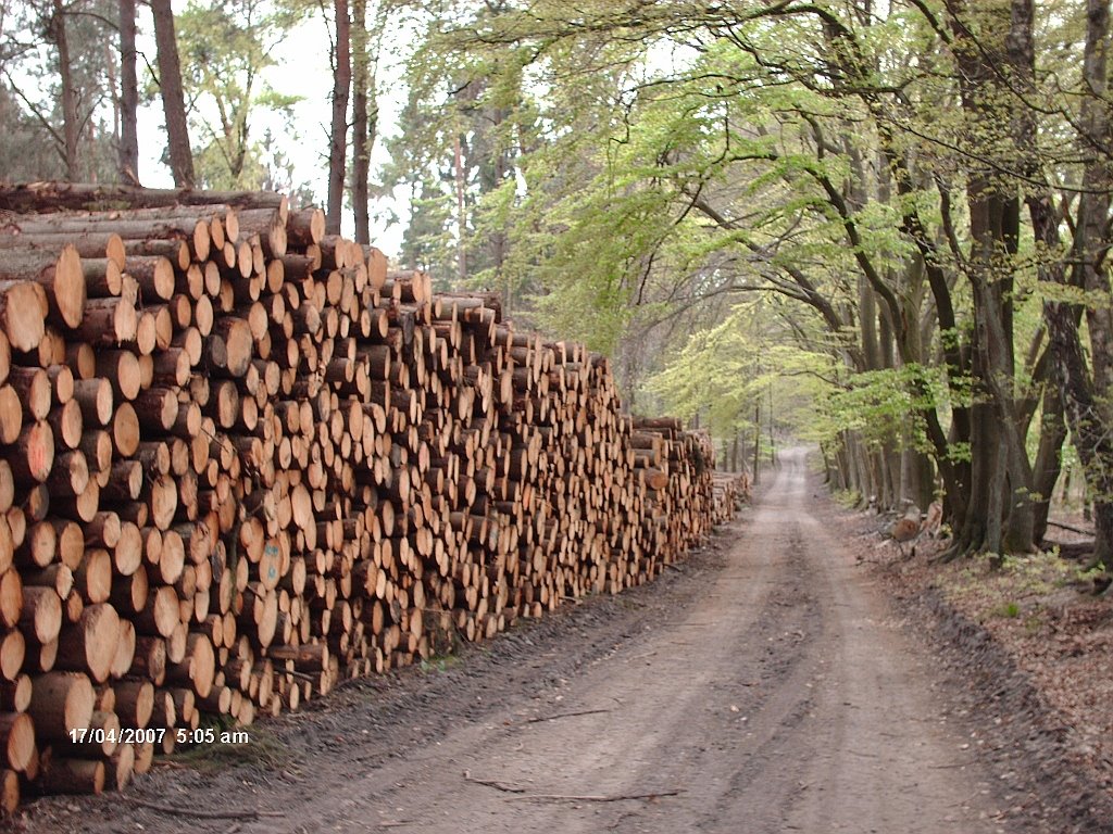 H©) April 2007 / Auf dem"Holzweg" in der hohen Mark by Hannes Th.