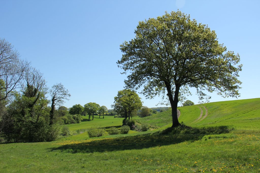 Wiesen by Robert Schellmann