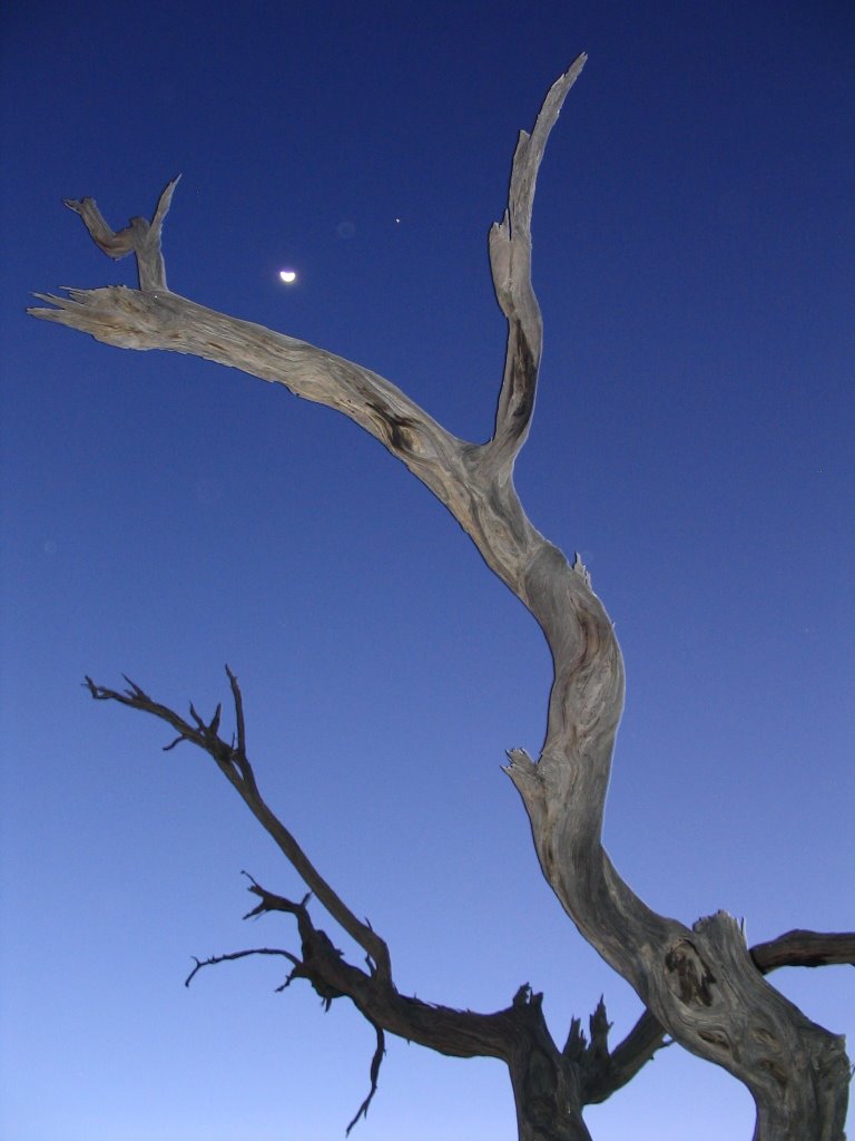 Moon on solitaire's tree by robyradiante