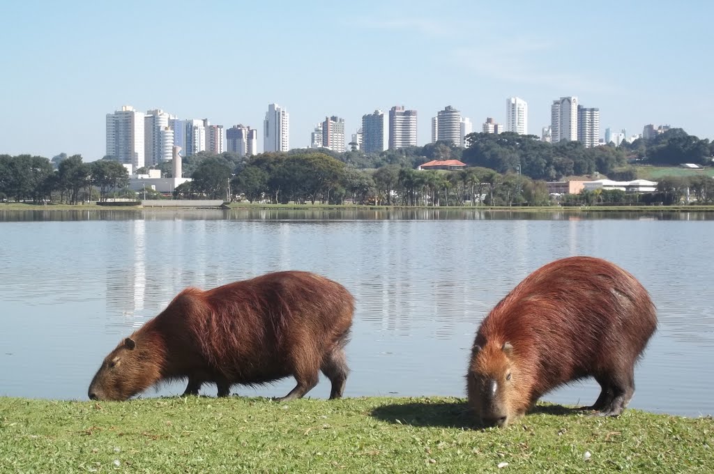 Parque Barigui by Jackson Cabral