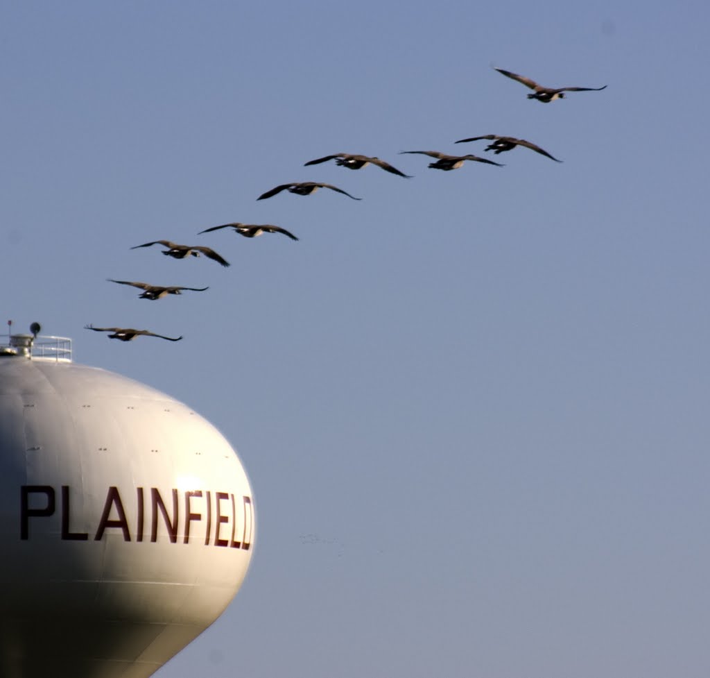 Geese and watertower by siehputz