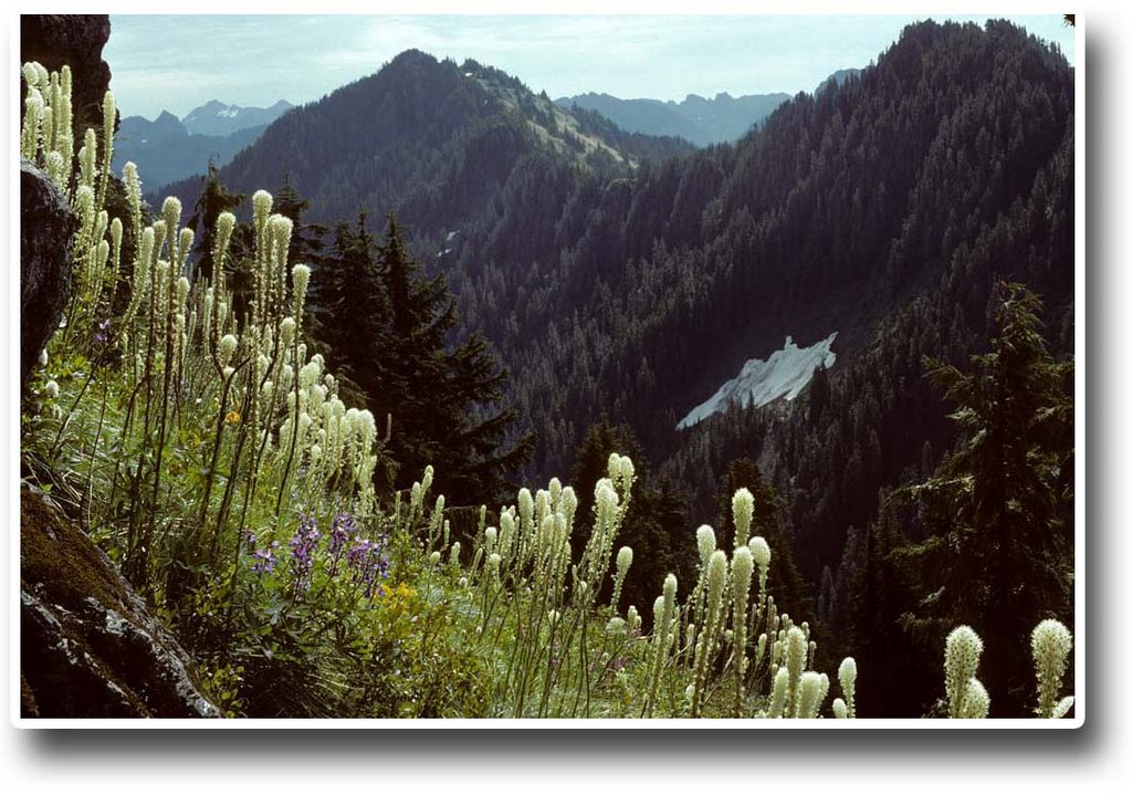 Beargrass; Discovery Peak in the middle distance - 200607LJW by Larry Workman QIN