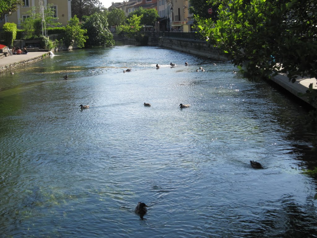 L'isle-sur-la-sorgue - papere sul fiume (FR) by nicole e Gc