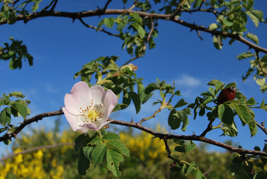 Rosa selvatica per Lina by arturo defilippi