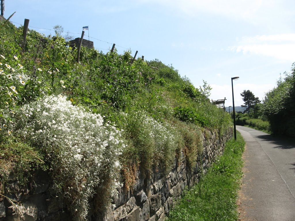 Historischer Weinberg in Arnsberg / Sauerland by eichhörnchen