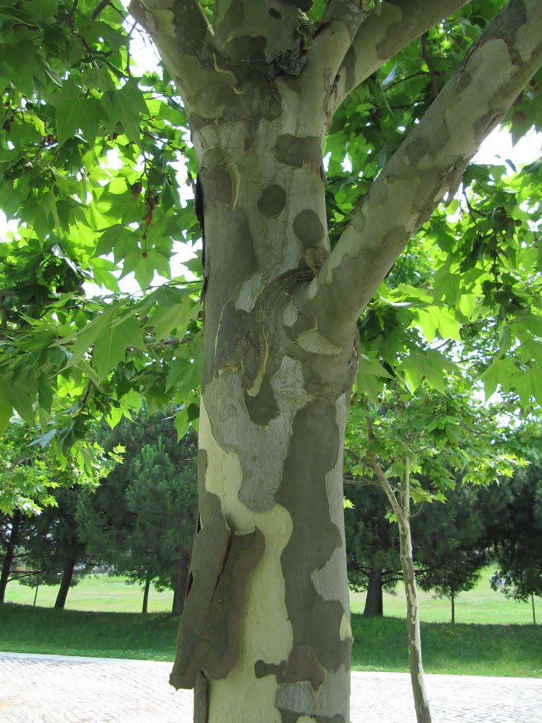 Plátano, Parque da Paz, Almada by Margarida Bico