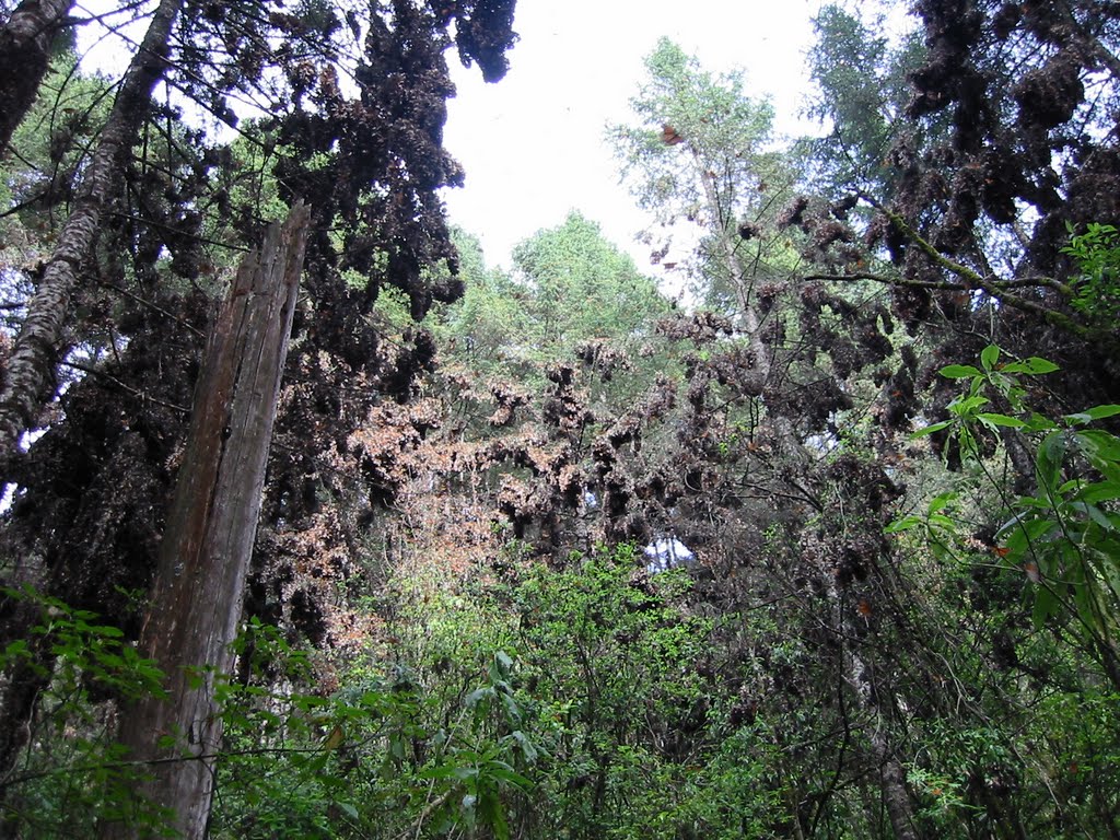 Mariposa Monarca by Arturo Ortega G