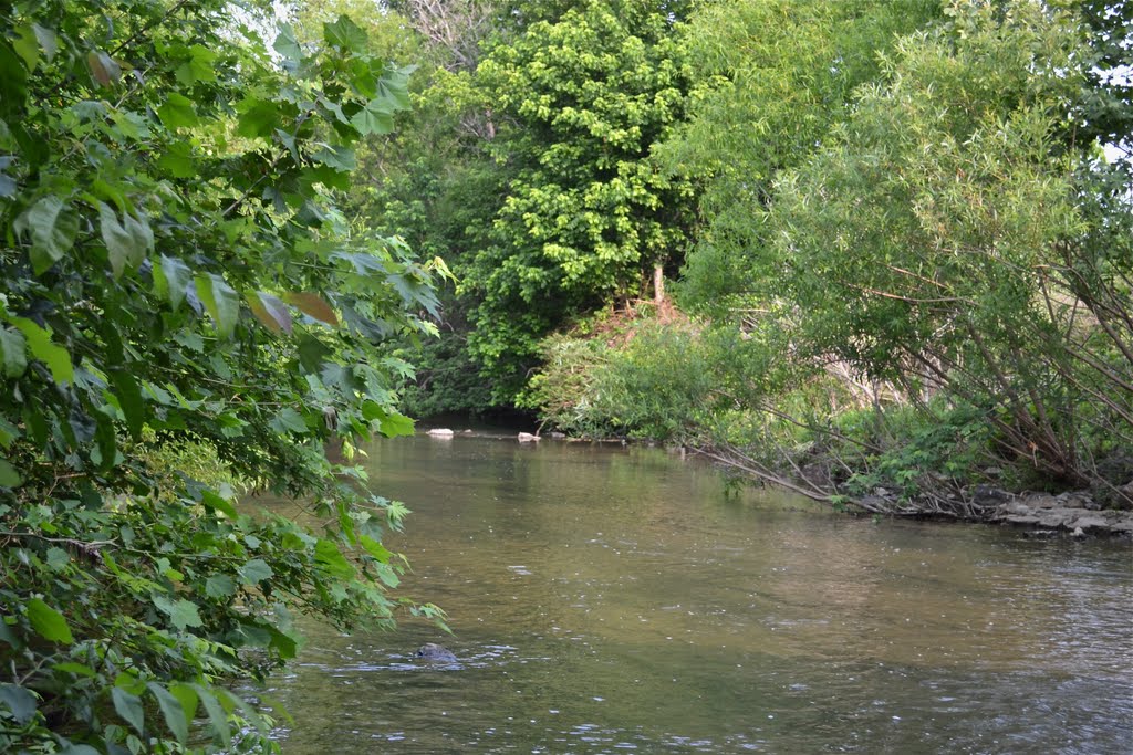 East Fork Stones River by Buddy Rogers