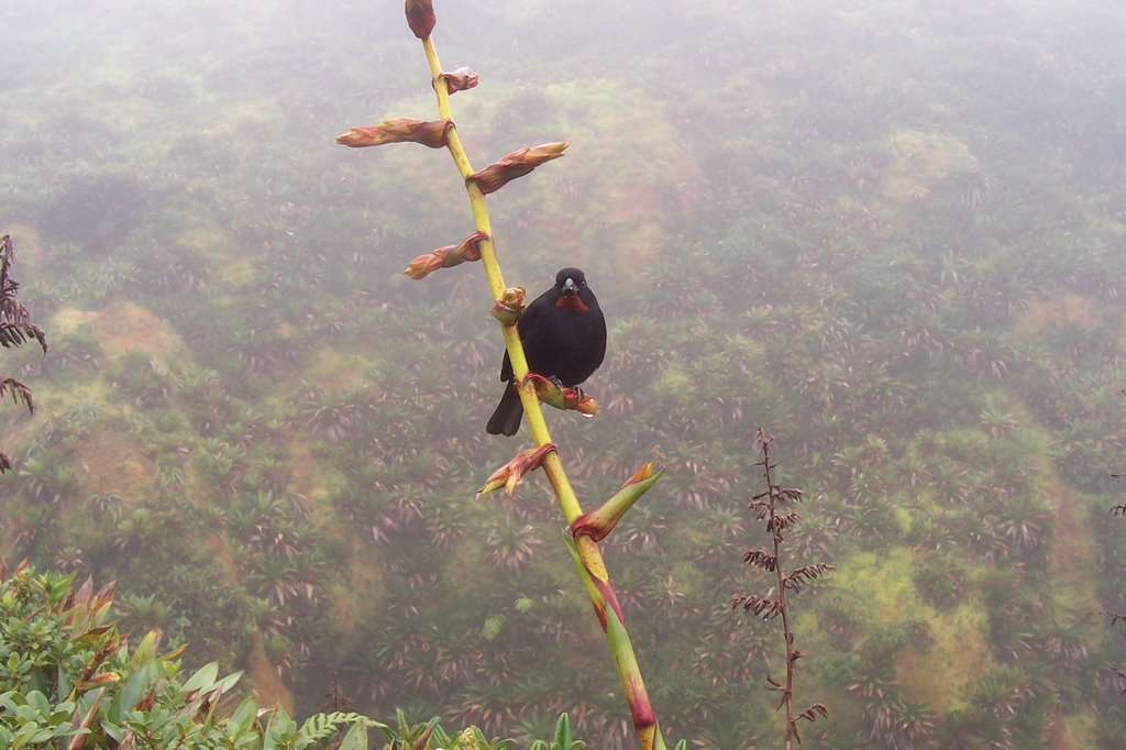 Ti toiseau sur le sommet de de la Soufrière by JJF