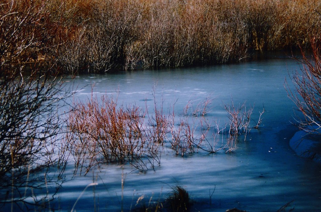 Early Frost in the Rockies by Lubomira Soroko