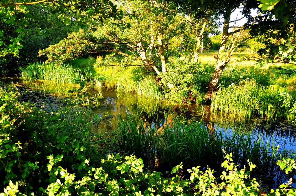 The Cove Brook, Shepherd Meadow by DAVID ROBINS