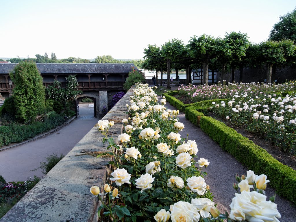 Kurfürstliche Burg - Blick vom Amtsgarten auf Wehrgang und Rhein by Volkert Weidl