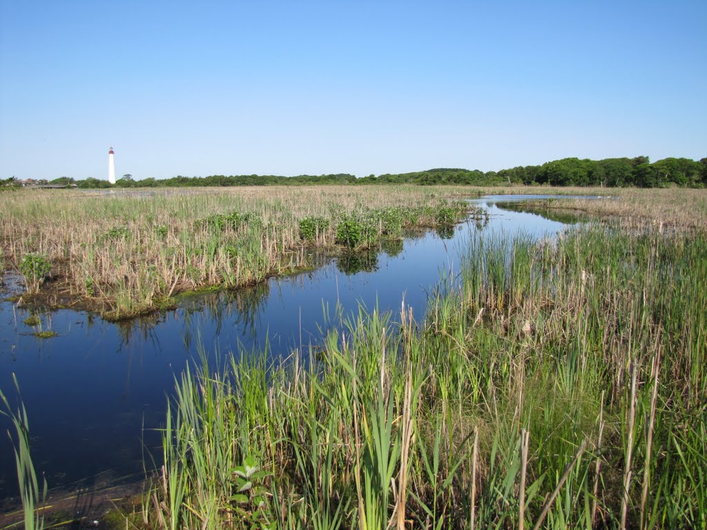 Cape May Point Wetlands & Light by Chris Sanfino