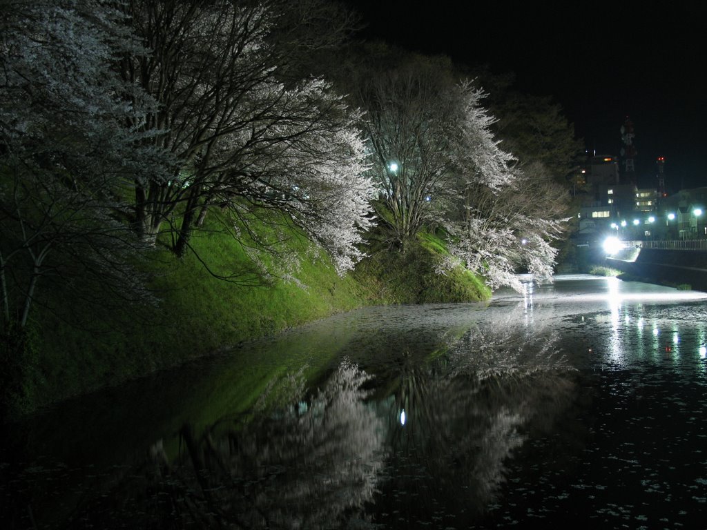 夜桜 cherry blossoms at night by wingrock