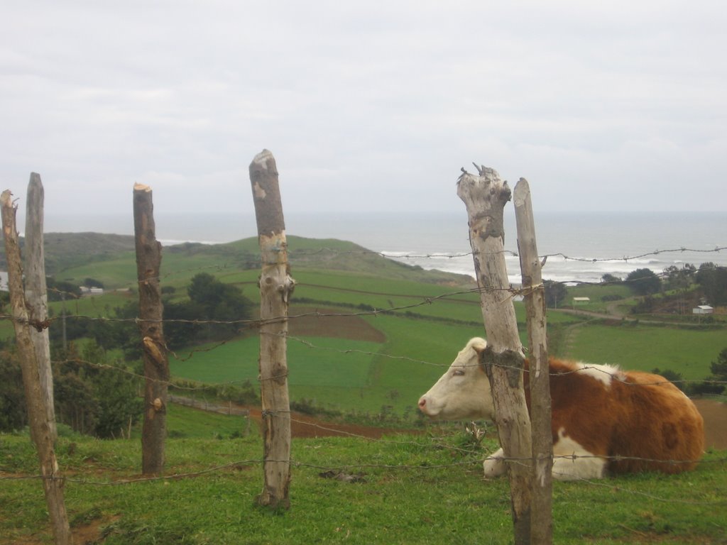 Camino hacia el lago Budi (Puerto Saavedra-Chile) by Victoria Osorio